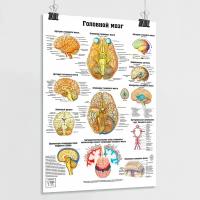 Плакат по анатомии человека 