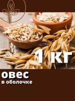 Овес зерно для отвара и проращивания 1 кг