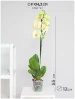 Орхидея фаленопсис 1 ствол 12 дм желтая, комнатное растение