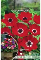 Анемона Голландия 10 клубней 7/8