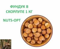 Фундук в скорлупе 1000 гр. NUTS-OPT