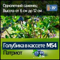 Голубика в кассете М54 Патриот (высота от 6 до 12 см)