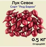 Лук Севок сорт 