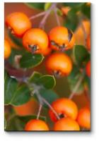 Модульная картина Спелые ягоды рябины 50x75