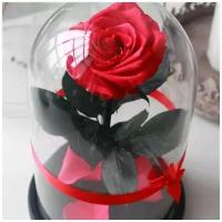 Стабилизированная роза в колбе Premium VIP 7-8 см, красная