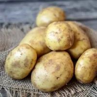 Картофель семенной сорт Удача 10 кг