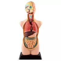 Набор Edu Toys Human Anatomy Model (MK050)