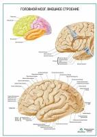 Головной мозг, внешнее строение, плакат, матовый холст от 200 г/кв. м, размер A1+