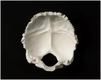Анатомическая модель затылочной кости черепа, учебный макет для отработки операций