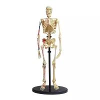 Набор Edu Toys Human skeleton model (SK057)