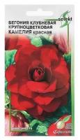 Семена цветов Бегония крупноцвет 'Камелия', красная, 10 шт (2 шт)