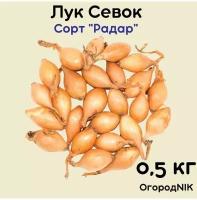 Лук севок сорт 