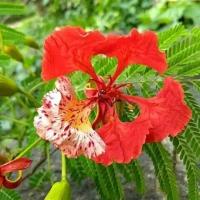 Семена Деколоникс королевский (лат. Delonix regia) (Огненое дерево), 3 шт