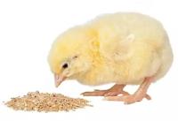 Комбикорм полнорационный ПК-2 старт для цыпленка курицы-несушки в возрасте от 0 до 7 недель, сккз, 18 кг, крупка