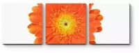 Модульная картина Огненно-оранжевая гербера 60x20