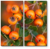Модульная картина Спелые ягоды рябины 50x50