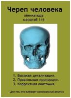 Череп человека №2. Масштаб 1/6. Миниатюра. Аксессуар для коллекционных фигур