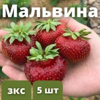 Клубника сорт Мальвина Купноплодный гибрид 5 штук