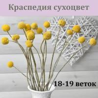 Краспедия натуральная сухоцвет, сухоцветы натуральные стабилизированные, букет для декора, композиция из цветов