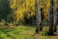 Берёза Плакучая - Береза повислая - Береза бородавчатая (Betula Pendula) семена 500шт + подарочек