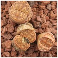 Семена Орешка Суккулент Литопс Lithops Bromfieldii C 279 10 шт