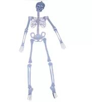 Скелет светонакопитель висящий светится в темноте 30 см
