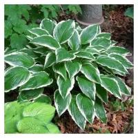 Хоста волнистая (Hosta undulata Albomarginata C2)