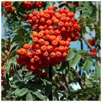 Рябина Обыкновенная (лат. Sorbus aucuparia) семена 25шт