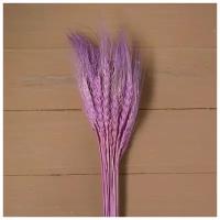Сухой колос пшеницы, набор 50 шт цвет фиолетовый