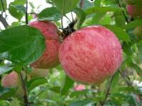 Яблоня Коричное полосатое ( 5-6 лет 200-250 см С15 )