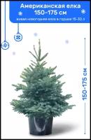 Ель Голубая (Американская), живая новогодняя елка в пластиковом горшке (30-60 л), 175-200 см