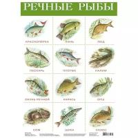 Плакат Речные рыбы 2165