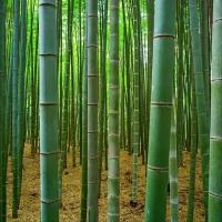 Бамбук Moso (лат. Phyllostachys edulis Moso) семена 40шт + подарочные семена