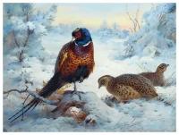 Постер на холсте Фазан (Pheasant) №4 67см. x 50см