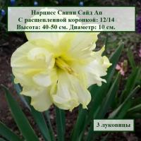 Нарцисс Санни Сайд Ап (3 луковицы)