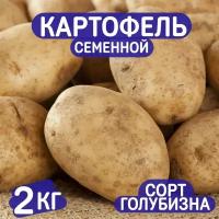 Картофель семенной, сорт Голубизна СЭлита, 2 кг