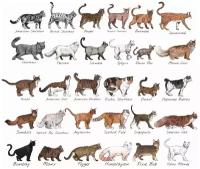 Постер / Плакат / Картина Разновидность пород кошек 50х70 см в подарочном тубусе