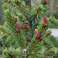 Ель сербская (лат. Picea omorika) семена 15шт