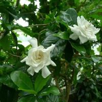 Семена Гардения жасминовидная (Gardenia jasminoides), 10 штук