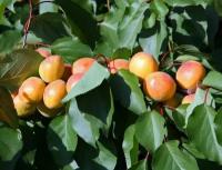 Абрикос Обыкновенный Графиня (Prunus armeniaca) Крупномер, Саженец/250-300 см./более 5 лет/Закрытая (ЗКС)