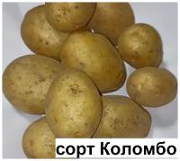 Картофель семенной Коломбо 2,5 кг