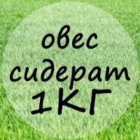 Сидерат Овес для газона, борьбы с сорняком, улучшения качества почвы, рыхления почвы