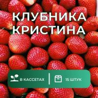 Клубника садовая Кристина 15 штук саженцев