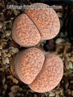 Литопсы Lithops fulviceps v.lactinea (живые камни, суккуленты) набор для выращивания (семена, грунт, горшочек, инструкция по посеву)