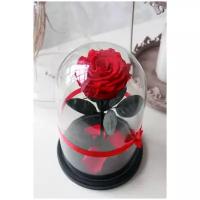Стабилизированная роза в колбе Therosedome Premium 6-7 см, красный