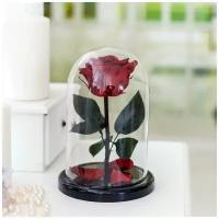 Роза в колбе Red-Roses — Premium (23 см, бордовая)