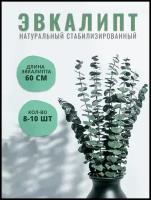 Сухоцветы для декора, эвкалипт стабилизированный для уюта в доме, букет из эвкалипта