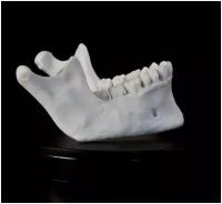 Макет нижней челюсти человека, анатомическая модель для изучения строения костей черепа