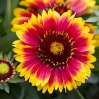 Гайлардия (лат. Gaillardia aristata) семена 50шт + подарочек