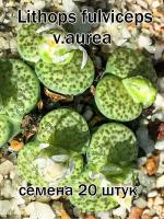 Суккулент Lithops fulviceps v.aurea (литопсы, живые камни) семена 20 штук